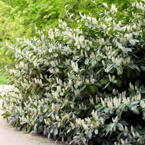 Cherry Laurel Live Plant Seedlings - Set of 2, 6-12 inches, 2.5-inch Pot, Outdoor Evergreen Shrub - Image 1