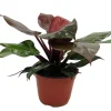 Cherry Red Philodendron Live Plant – 6 inch Pot – Indoor Houseplant - Image 1