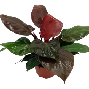 Cherry Red Philodendron Live Plant – 6 inch Pot – Indoor Houseplant - Image 2