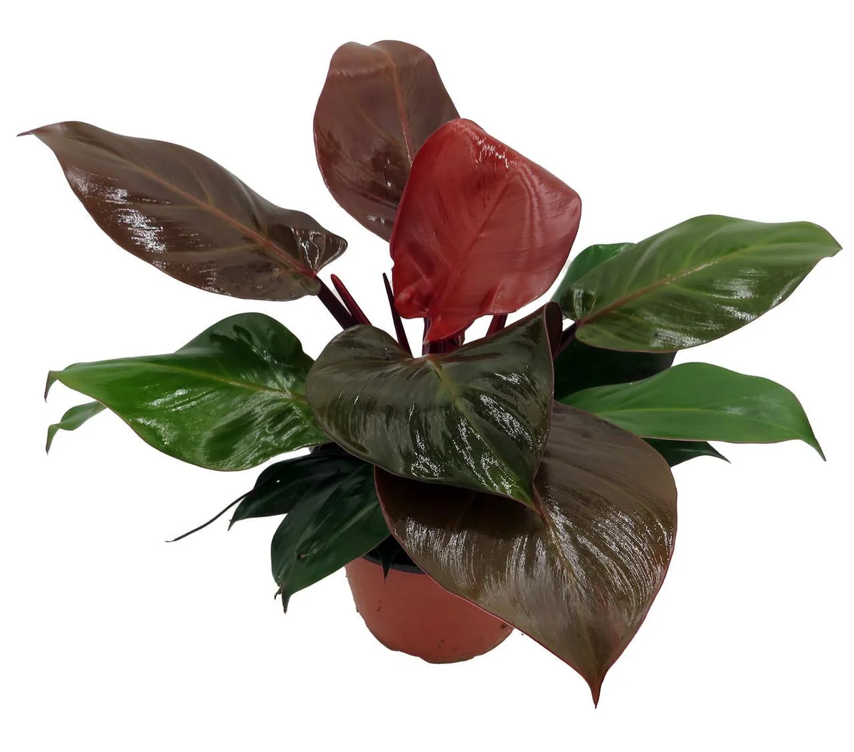 Cherry Red Philodendron Live Plant – 6 inch Pot – Indoor Houseplant - Image 2