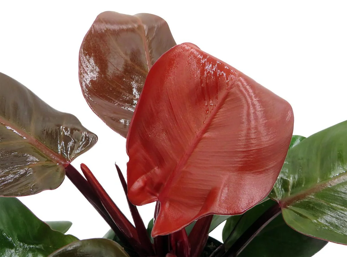 Cherry Red Philodendron Live Plant – 6 inch Pot – Indoor Houseplant - Image 3