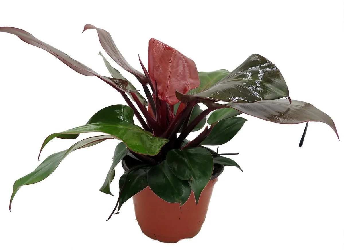 Cherry Red Philodendron Live Plant – 6 inch Pot – Indoor Houseplant - Image 4