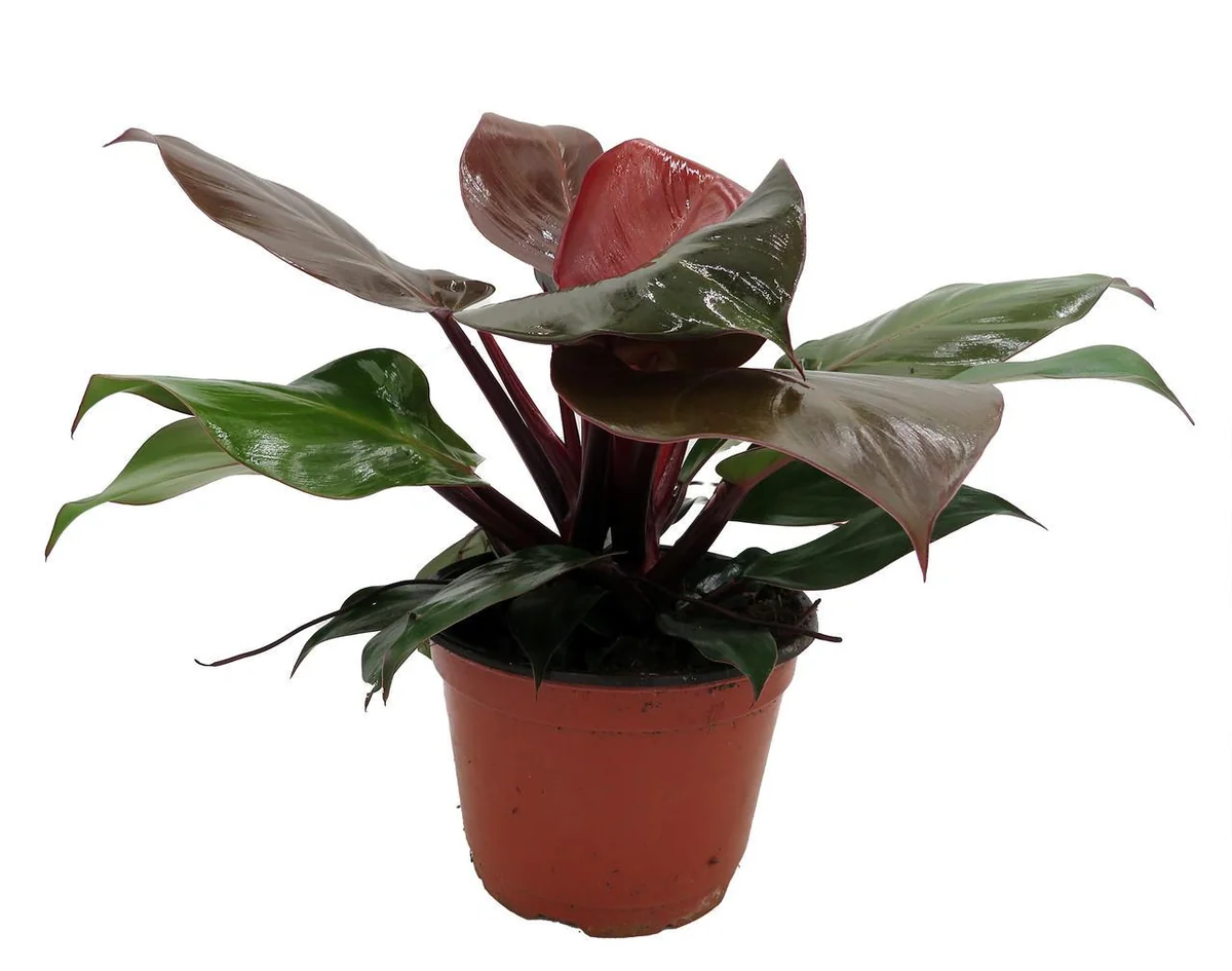 Cherry Red Philodendron Live Plant – 6 inch Pot – Indoor Houseplant - Image 1