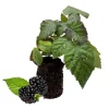 Chester Blackberry Plant – Thornless Berry – 1 Plug – Winter Hardy Live Plant - Image 1