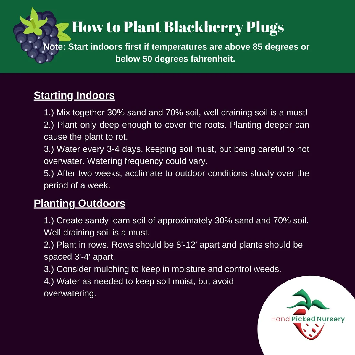 Chester Blackberry Plant – Thornless Berry – 1 Plug – Winter Hardy Live Plant - Image 2