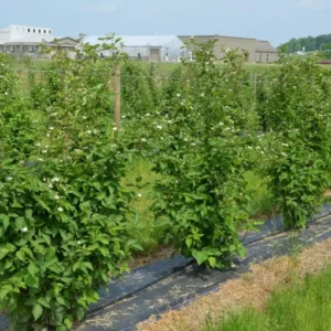 Chester Thornless Blackberry Live Plant - Rubus fruticosus 'Chester' - 1 Starter Plug - Image 4