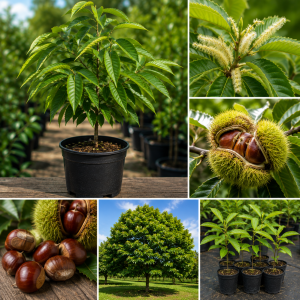 Chinese Chestnut Live Plant – Nut Producing Tree – Quart Pot