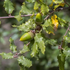 Chestnut Oak Tree Live Plant - Quart Pot - Quercus montana - Outdoor Shade Tree - Image 2