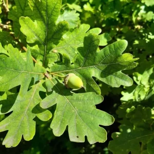Chestnut Oak Tree Live Plant - Quart Pot - Quercus montana - Outdoor Shade Tree - Image 1