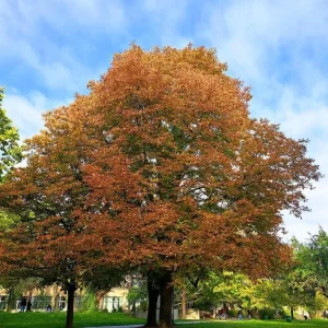 Chestnut Oak Tree Live Plant - Quart Pot - Quercus montana - Outdoor Shade Tree - Image 9
