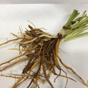 Chicago Apache Daylily Bare Root - Scarlet Red Reblooming Flower - 1-2 Fan - Zones 2-8 - Image 2