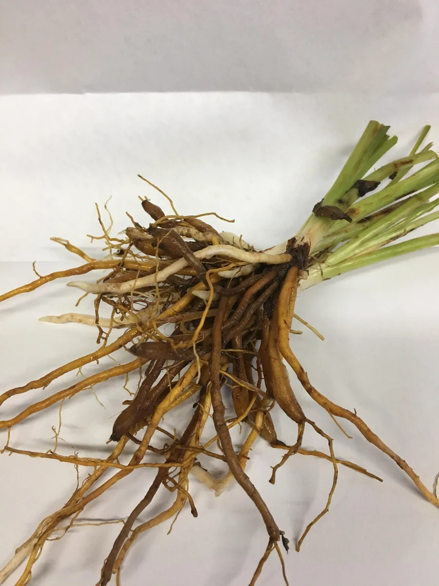 Chicago Apache Daylily Bare Root - Scarlet Red Reblooming Flower - 1-2 Fan - Zones 2-8 - Image 2