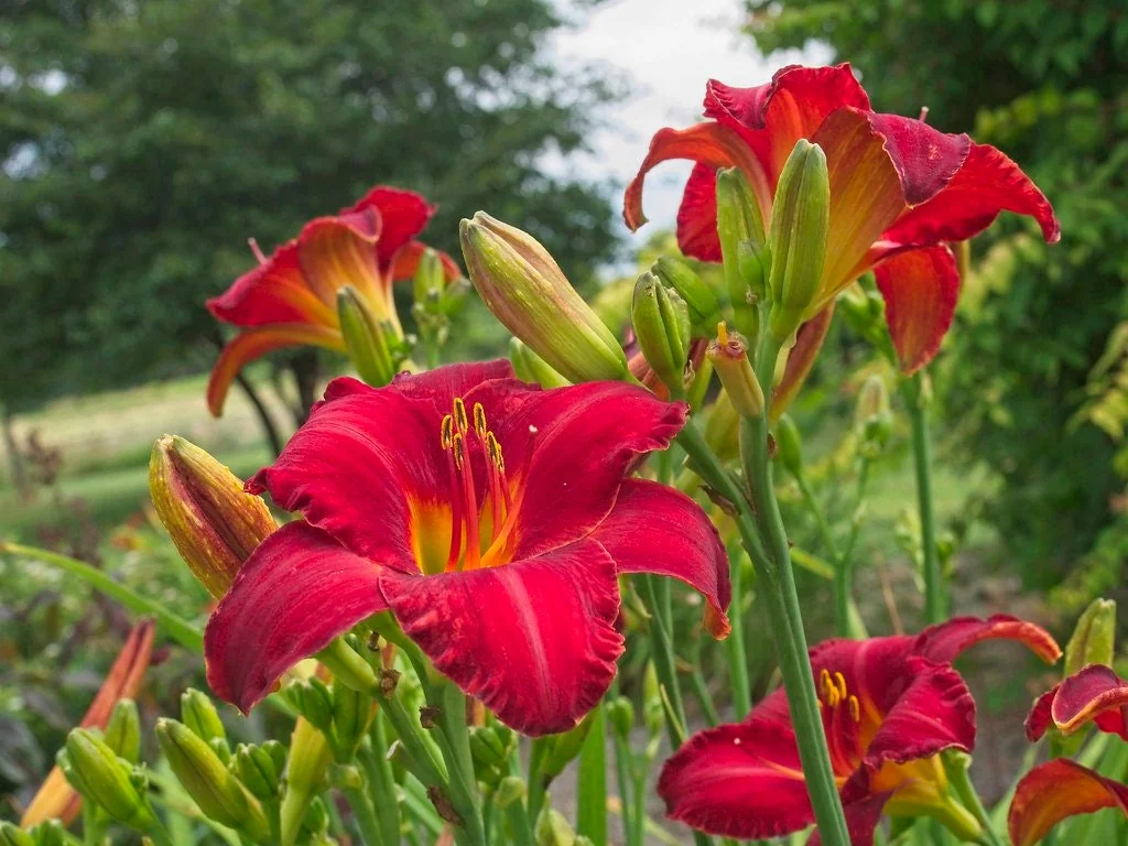 Chicago Apache Daylily Bare Root - Scarlet Red Reblooming Flower - 1-2 Fan - Zones 2-8 - Image 1