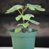 Chicago Hardy Fig Live Plant - Ficus carica - 14+ Inches Tall - Edible Fruit - Indoor/Outdoor - Image 1