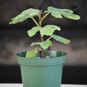 Chicago Hardy Fig Live Plant - Ficus carica - 14+ Inches Tall - Edible Fruit - Indoor/Outdoor - Image 2