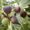 Chicago Hardy Fig Tree Live Plant - Cold Hardy Edible Fruit - USDA Zone 4 - Image 1