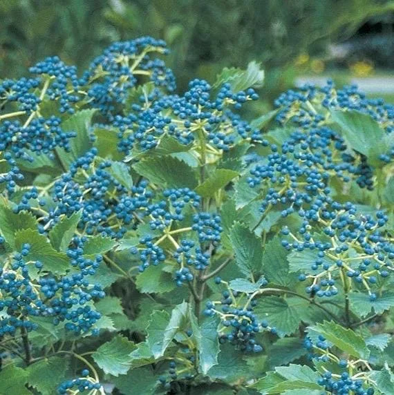 Chicago Lustre Arrowwood Viburnum Live Plant – 1 Gallon Pot, 2-3 ft Tall – Outdoor Shrub - Image 2
