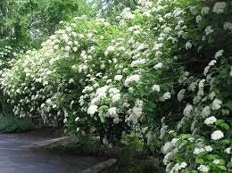 Chicago Lustre Arrowwood Viburnum Live Plant – 1 Gallon Pot, 2-3 ft Tall – Outdoor Shrub - Image 3