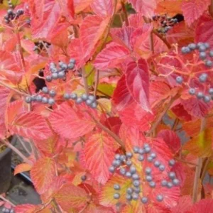 Chicago Lustre Arrowwood Viburnum Live Plant – 1 Gallon Pot, 2-3 ft Tall – Outdoor Shrub - Image 1