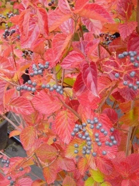Chicago Lustre Arrowwood Viburnum Live Plant – 1 Gallon Pot, 2-3 ft Tall – Outdoor Shrub - Image 1