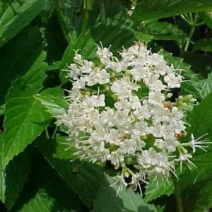 Chicago Lustre Viburnum Live Plant - Arrowwood Shrub 2.5 inch Pot Outdoor - Image 4