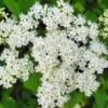 Chicago Lustre Viburnum Live Shrub - 10-18" Tall, 3" Pot - Outdoor Plant - Image 1