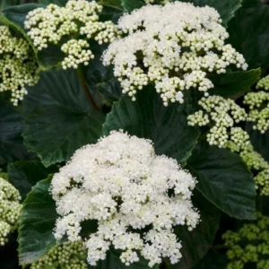Chicago Lustre Viburnum Live Shrub - 10-18