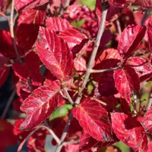 Chicago Lustre Viburnum Live Shrub - 10-18