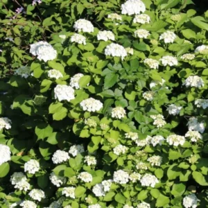 Chicago Lustre Viburnum Live Shrub - 10-18