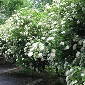 Chicago Lustre Viburnum Live Shrub - 10-18