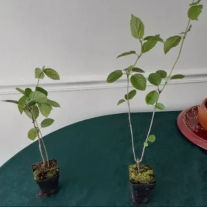 Chicago Lustre Viburnum Live Shrub - 10-18