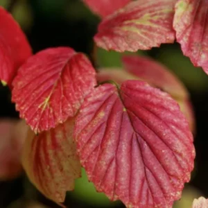 Chicago Lustre Viburnum Shrub - Live Plant 2.5