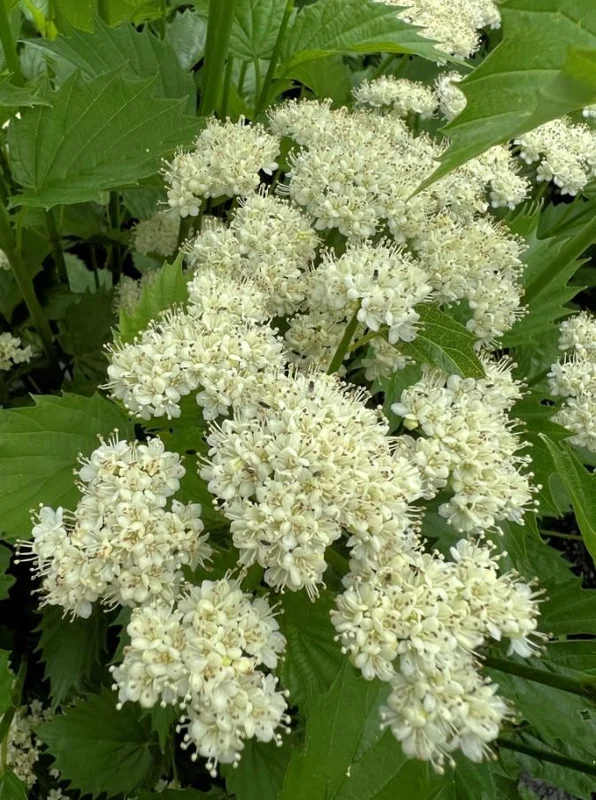 Chicago Lustre Viburnum Shrub - Live Plant 2.5" Pot - Outdoor - Image 2