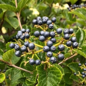 Chicago Lustre Viburnum Shrub - Live Plant 2.5