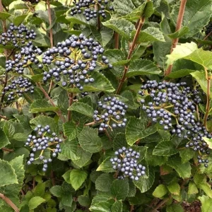 Chicago Lustre Viburnum Shrub - Live Plant 2.5