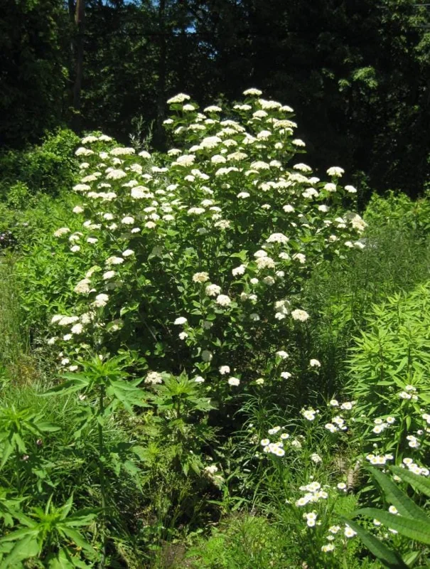 Chicago Lustre Viburnum Shrub - Live Plant 2.5" Pot - Outdoor - Image 5