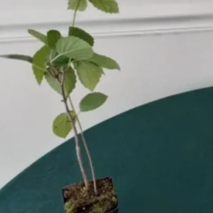 Chicago Lustre Viburnum Shrub - Live Plant 2.5