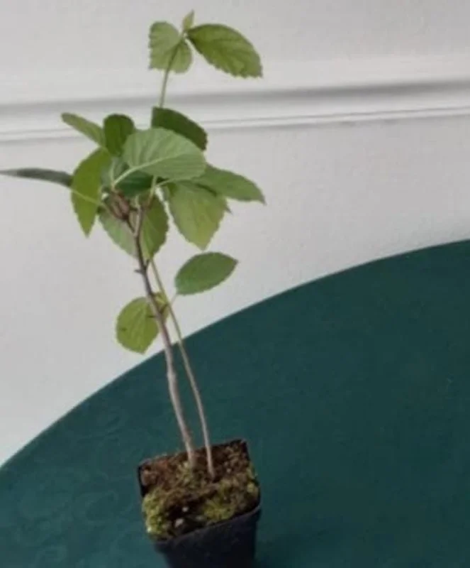 Chicago Lustre Viburnum Shrub - Live Plant 2.5" Pot - Outdoor - Image 6