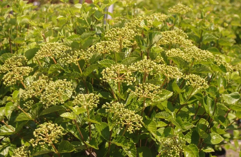 Chicago Lustre Viburnum Shrub - Live Plant 2.5" Pot - Outdoor - Image 7