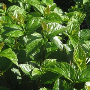 Chicago Lustre Viburnum Shrub - Live Plant 2.5