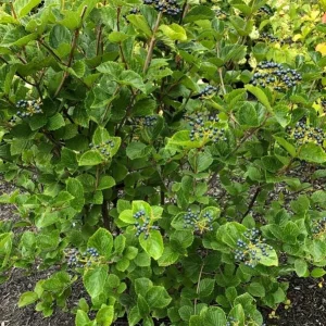 Chicago Lustre Viburnum Shrub - Live Plant 2.5