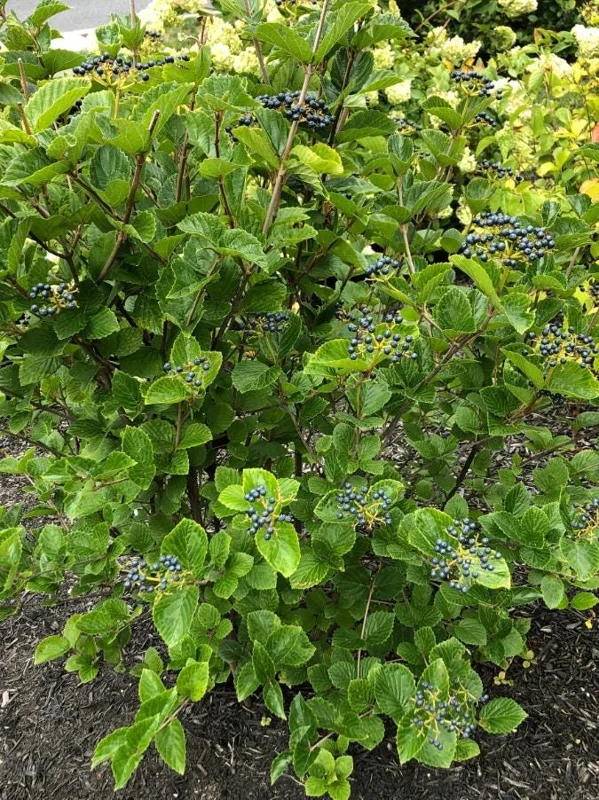 Chicago Lustre Viburnum Shrub - Live Plant 2.5" Pot - Outdoor - Image 9