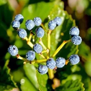 Chicago Lustre Viburnum Shrub Live Plant - Glossy Foliage, Blue Fruit, 10-18 in Tall, 2.5 in Pot - Image 2