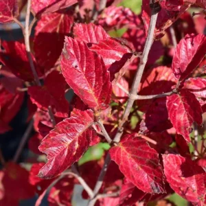 Chicago Lustre Viburnum Shrub Live Plant - Glossy Foliage, Blue Fruit, 10-18 in Tall, 2.5 in Pot - Image 3