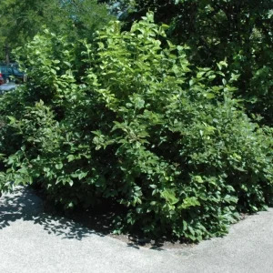 Chicago Lustre Viburnum Shrub Live Plant - Glossy Foliage, Blue Fruit, 10-18 in Tall, 2.5 in Pot - Image 5