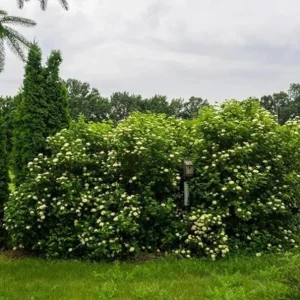 Chicago Lustre Viburnum Shrub Live Plant - Glossy Foliage, Blue Fruit, 10-18 in Tall, 2.5 in Pot - Image 6