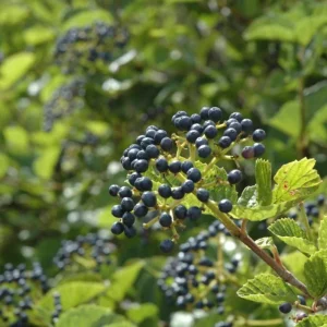 Chicago Lustre Viburnum Shrub Live Plant - Glossy Foliage, Blue Fruit, 10-18 in Tall, 2.5 in Pot - Image 1