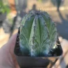 Chichipe Cactus Live Plant - Polaskia chichipe - 2.5in or 4in Pot - Full Sun - Image 1
