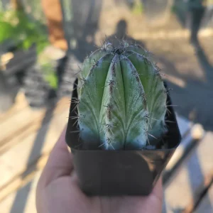 Chichipe Cactus Live Plant - Polaskia chichipe - 2.5in or 4in Pot - Full Sun - Image 4