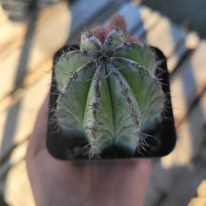 Chichipe Cactus Live Plant - Polaskia chichipe - 2.5in or 4in Pot - Full Sun - Image 5